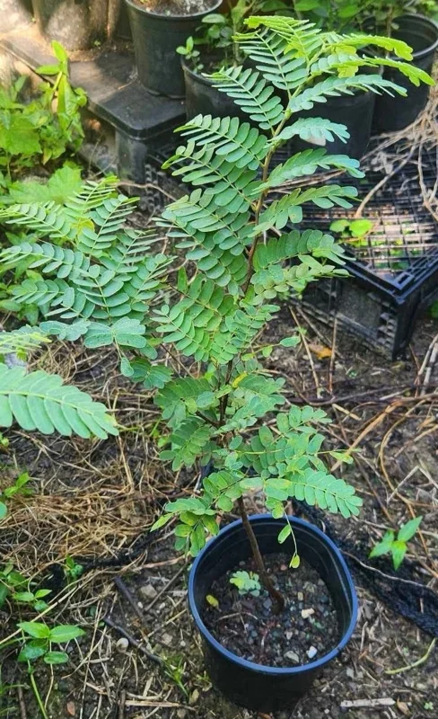 Tamarind Tree Live Plant (Tamarindus indica) 2-3 Feet Tall, Fruit Bearing - Image 2