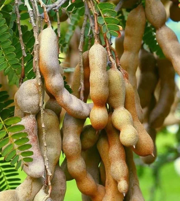 Tamarind Tree Live Plant (Tamarindus indica) 2-3 Feet Tall, Fruit Bearing - Image 3