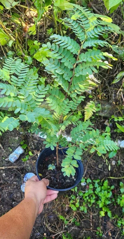 Tamarind Tree Live Plant (Tamarindus indica) 2-3 Feet Tall, Fruit Bearing - Image 4