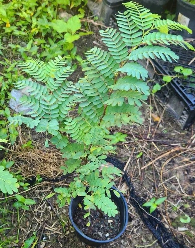 Tamarind Tree Live Plant (Tamarindus indica) 2-3 Feet Tall, Fruit Bearing - Image 5
