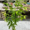True Cinnamon Tree Live Plant (Cinnamomum verum) - 2-3ft Tropical - Image 1