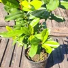 West Indian Bay Tree Live Plant – Fragrant Tropical – 10-24 Inches Tall – For Gardens & Cooking - Image 1