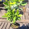 West Indian Bay Tree Live Plant (Pimenta racemosa) – 2-3 ft Tall Tropical Herb - Image 1