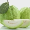 White Pear Guava Live Tree - Psidium Guajava Plant (24-32 inches tall) - Image 1