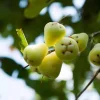 White Pumarose Jambu Tree - Live Plant 2-3ft - Tropical Fruit Tree - Image 1