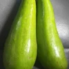 Wilson Popenoe Avocado Tree - Live Plant - Fast Fruiting, Disease Resistant, 3-4 ft Tall - Image 1