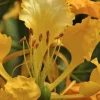 Yellow Flamboyan Tree - Live Tropical Delonix Regia Plant 12-24in Tall - Image 1