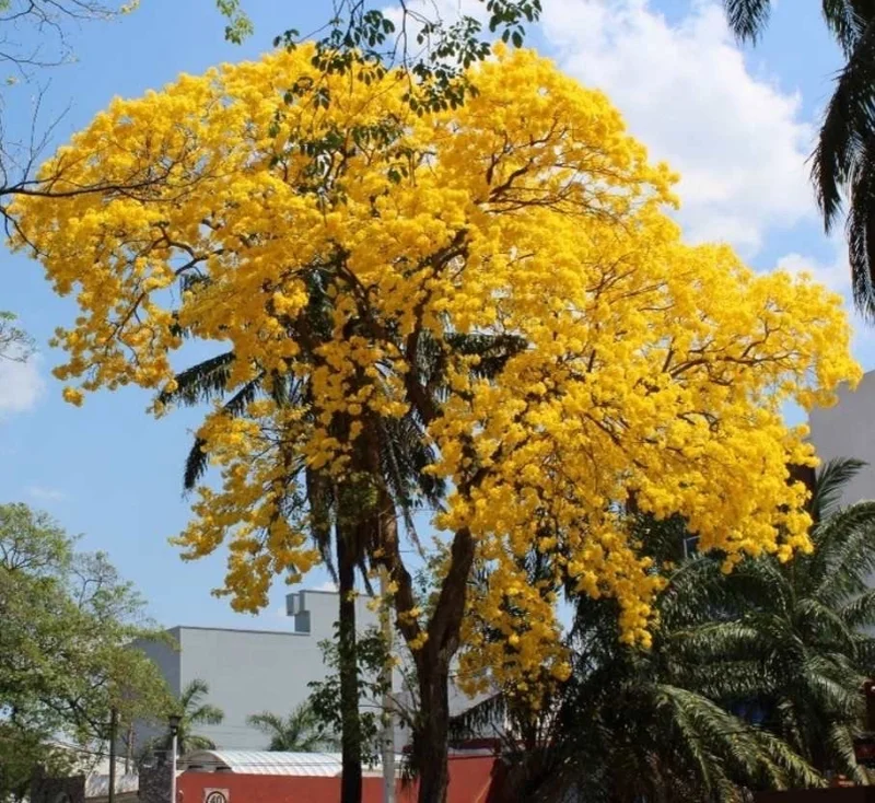 Yellow Oak Tree Live Plant (Quercus muehlenbergii) - Golden Fall Foliage, 12-18 inch - Image 3