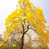 Yellow Oak Tree Live Plant (Quercus muehlenbergii) - Golden Fall Foliage, 12-18 inch - Image 1