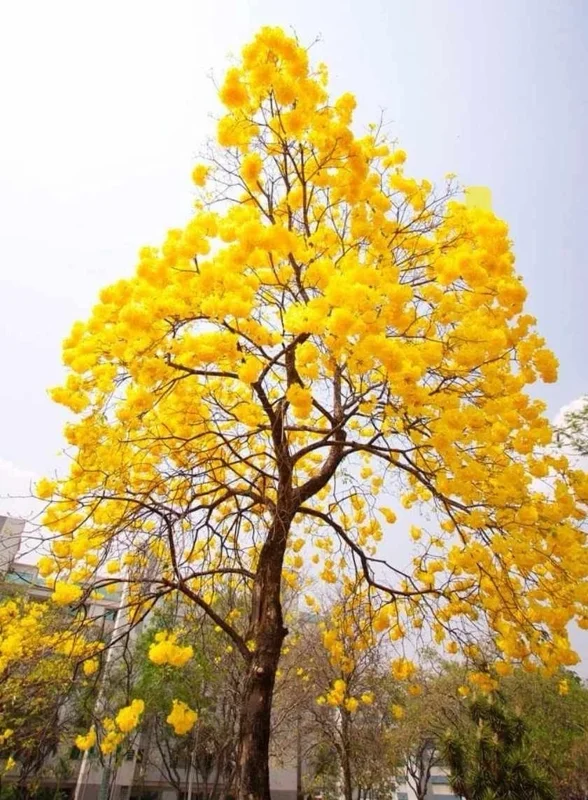 Yellow Oak Tree Live Plant (Quercus muehlenbergii) - Golden Fall Foliage, 12-18 inch - Image 1