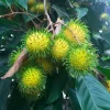Yellow Rambutan Live Fruit Tree (Nephelium lappaceum) 10-18 inch - Image 1