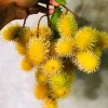 Yellow Rambutan Live Plant - 2 ft Tall Tropical Fruit Tree - Image 1