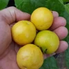 Yellow Strawberry Guava Live Fruit Tree 1-2 ft Tall Outdoor Exotic - Image 1
