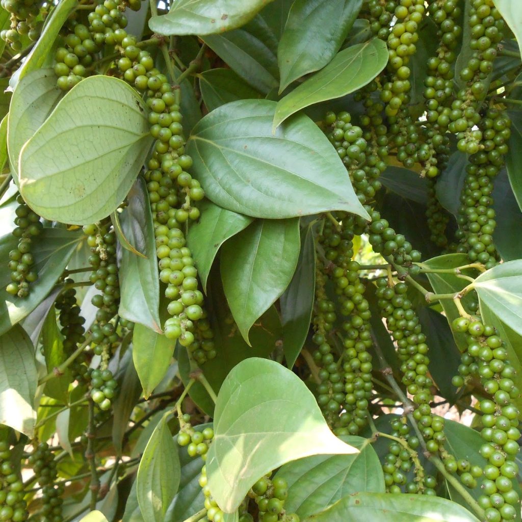 Piper nigrum Black Peppercorn Live Plant – Rooted 3 inch Pot