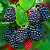Natchez Thornless Blackberry Live Plant – Rooted, 3 inch Pot, Fruit Bush
