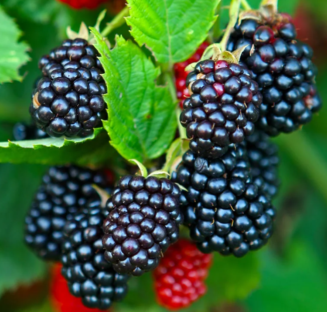 Natchez Thornless Blackberry Live Plant – Rooted, 3 inch Pot, Fruit Bush