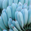 Blue Java Banana Live Plant – Rooted Starter in 3-inch Pot – Tropical Fruit Tree