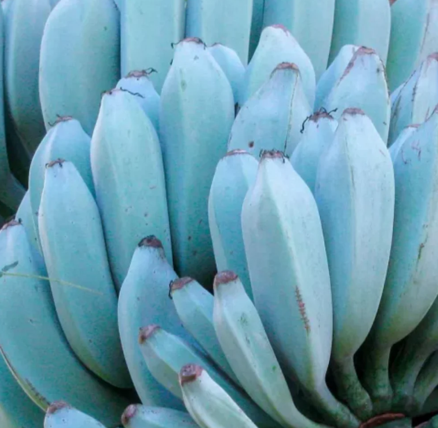 Blue Java Banana Live Plant – Rooted Starter in 3-inch Pot – Tropical Fruit Tree