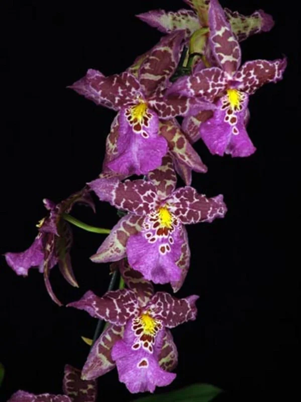 Aliceara Tropic Tom 'Kinky' Oncidium Type Orchid Live Plant - 2.5 inch Pot - Image 1