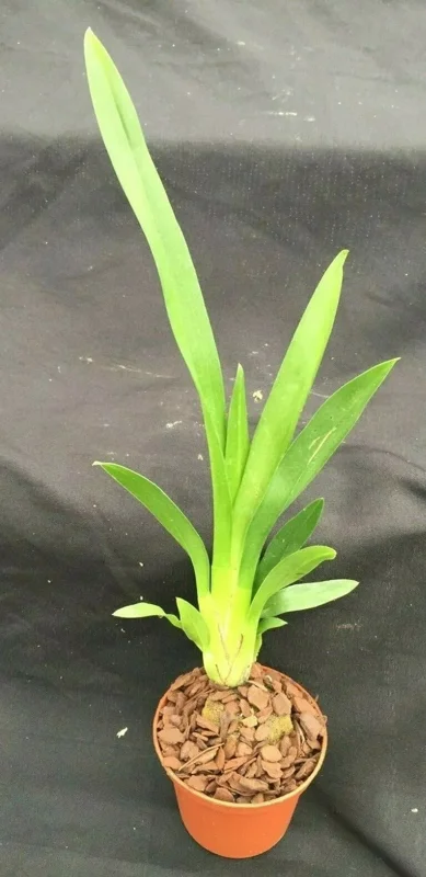 Aliceara Tropic Tom 'Kinky' Orchid Live Plant - Oncidium Type - 2.5 inch Pot - Image 2