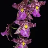 Aliceara Tropic Tom 'Kinky' Orchid Live Plant - Oncidium Type - 2.5 inch Pot - Image 1