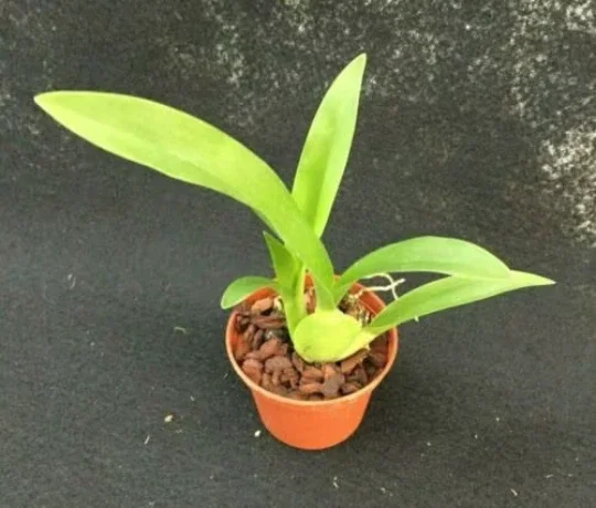 Arthurara Sea Snake 'Unforgettable' Orchid Live Plant - 2.5 inch Pot - Image 2