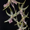 Arthurara Sea Snake 'Unforgettable' Orchid Live Plant – 2.5 inch Pot - Image 1
