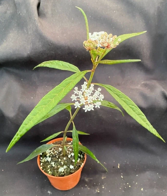 Asclepias Perennis Live Plant - Perennial Milkweed in 3" Pot - Image 2