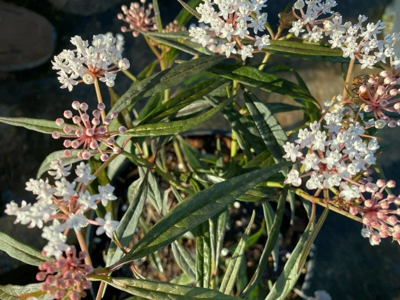 Asclepias Perennis Live Plant – Perennial Milkweed, White Flowers, 3 inch Pot - Image 1