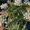 Asclepias Perennis Perennial Milkweed Live Plant - 3 inch Pot, White Flowers - Image 1