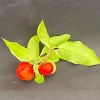 Barbados Cherry Live Plant - Malpighia Emarginata - 3 inch Potted Fruit Tree - Image 1