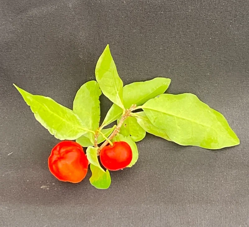 Barbados Cherry Live Plant - Malpighia Emarginata - 3 inch Potted Fruit Tree - Image 1