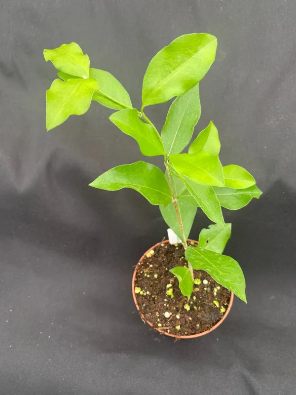 Barbados Cherry Live Plant - Malpighia Emarginata - Rooted in 3 Inch Pot - Tropical Fruit Tree - Image 2