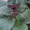 Black Bat Flower, Tacca chantrieri, Rooted Plant Shipped in 3" Pot - Image 1
