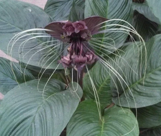 Black Bat Flower, Tacca chantrieri, Rooted Plant Shipped in 3" Pot - Image 1