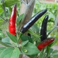 Black Cobra Chili Pepper Live Plant - 4" Pot, 14" Tall, Ornamental Edible - Image 2