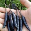 Black Cobra Chili Pepper Live Plant - 4" Pot, 14" Tall, Ornamental Edible - Image 1