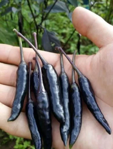 Black Cobra Chili Pepper Live Plant - 4" Pot, 14" Tall, Ornamental Edible - Image 1