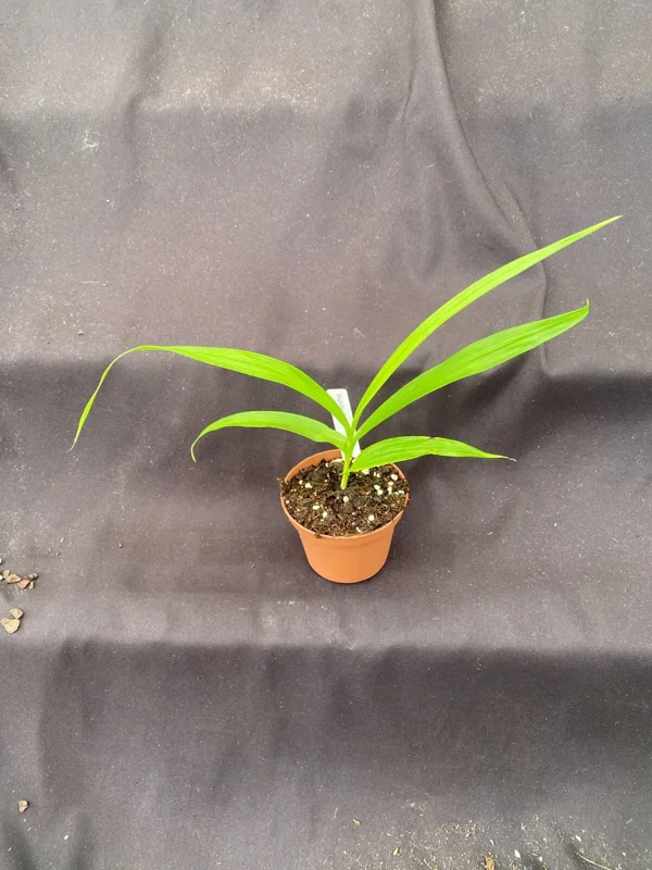 Bletilla Terracotta Princess Hardy Orchid Plant - Rooted, 3" Pot - Image 2