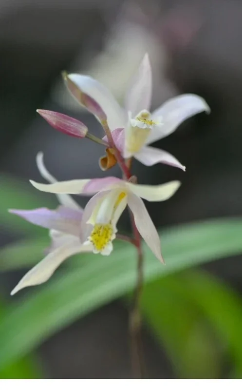 Bletilla Terracotta Princess Hardy Orchid Plant - Rooted, 3" Pot - Image 1