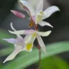 Bletilla Terracotta Princess Live Plant - Cold Hardy Orchid in 3" Pot - Image 1