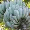 Blue Java Banana Live Plant – Rooted Starter in 3-inch Pot – Tropical Fruit Tree - Image 1