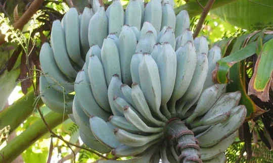 Blue Java Banana Live Plant – Rooted Starter in 3-inch Pot – Tropical Fruit Tree - Image 1