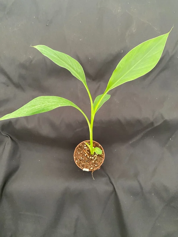 Blue Java Banana Plant – Rooted Musa Ice Cream Banana Tree – 3-inch Pot - Image 2