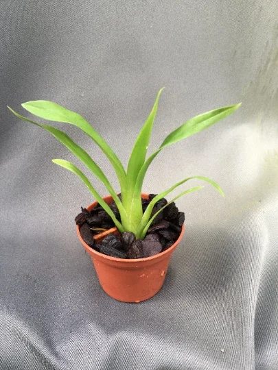 Brassia Orange Delight 'Hilo Sunrise' Orchid Live Plant – 2.5 inch Pot - Image 2
