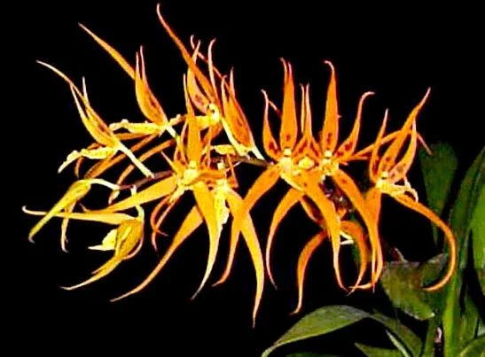 Brassia Orange Delight 'Hilo Sunrise' Orchid Plant - 2.5" Potted Live Plant - Image 1