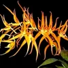 Brassia Orange Delight 'Hilo Sunrise' Orchid Plant Live Potted 2.5 inch Pot - Image 1