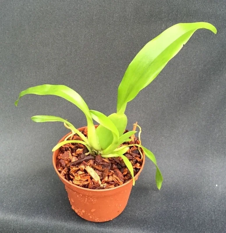 Brassidium Gilded Urchin 'Ontario' HCC/AOS Orchid Live Plant – 2.5 inch Pot - Image 2