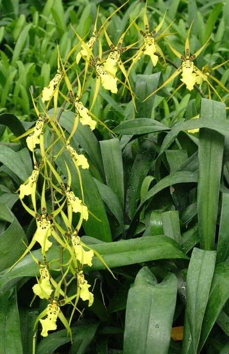Brassidium Gilded Urchin 'Ontario' Orchid Live Plant – 2.5 Inch Pot - Image 1
