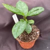 Camellia Sinensis Live Plant - Tea Tree - Grow Your Own Tea - Rooted in 3" Pot - Image 1